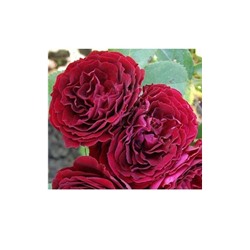 Роза спрей Ред Сенсейшн (темно-красн, выс 40 см) 3-х лет 1 шт ЗС
